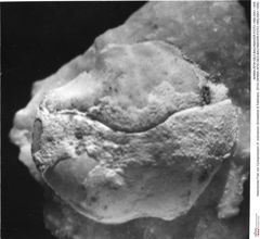 Historisches Foto von Cycloprosopon cf. octonarium (Schweitzer & Feldmann, 2010) (NHMW-AFW-GEO-BACHMAYER-FOTO-1990-0041-1455)